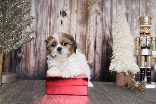 Medium Photo #3 Shih Tzu Puppy For Sale in BEL AIR, MD, USA