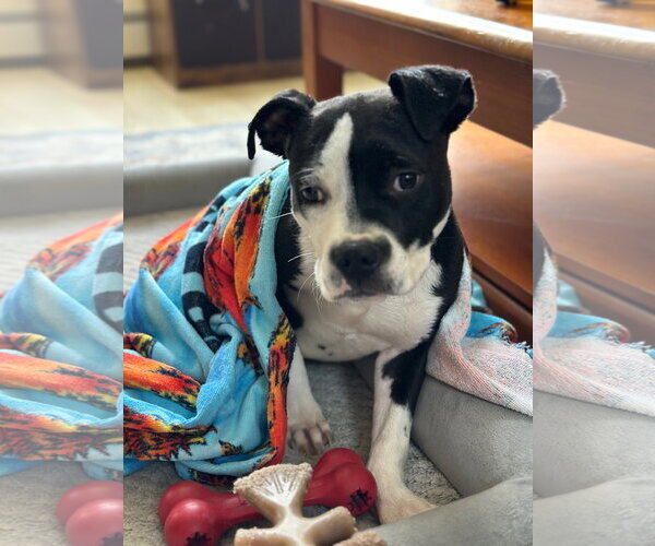 Medium Photo #1 Mutt Puppy For Sale in Woodbury, NY, USA