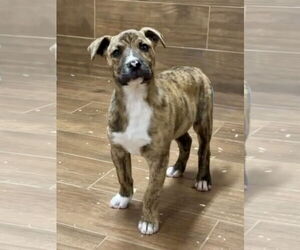 Catahoula Leopard Dog-Mountain Cur Mix Dogs for adoption in Green Forest, AR, USA