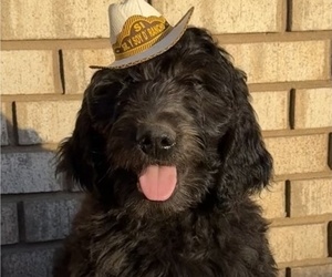 Golden Mountain Doodle Puppy for sale in TULSA, OK, USA