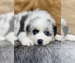 Small Photo #11 Australian Shepherd Puppy For Sale in WESLEY CHAPEL, FL, USA
