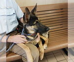 Small #4 German Shepherd Dog