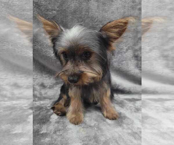 Medium Photo #3 Mutt Puppy For Sale in Lincolnwood, IL, USA