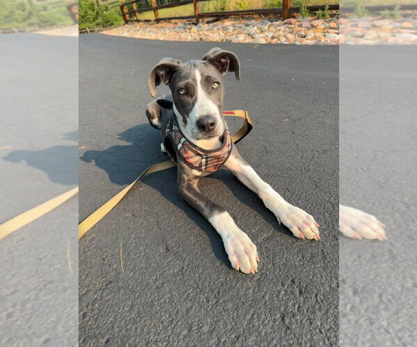 Medium Photo #1 Great Dane-Unknown Mix Puppy For Sale in Lakewood, CO, USA