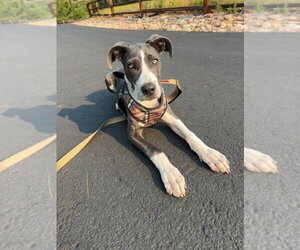 Great Dane-Unknown Mix Dogs for adoption in Lakewood, CO, USA