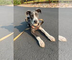 Small Great Dane Mix