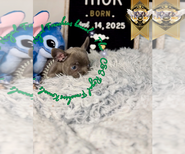 Medium Photo #7 French Bulldog Puppy For Sale in ATHENS, GA, USA