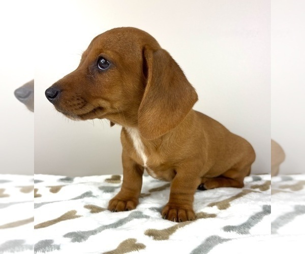 Medium Photo #5 Dachshund Puppy For Sale in INDIANAPOLIS, IN, USA
