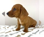 Small #4 Dachshund