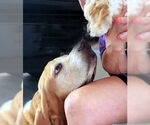 Small #2 Basset Hound