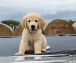 Small Photo #23 Golden Retriever Puppy For Sale in KEMP, TX, USA