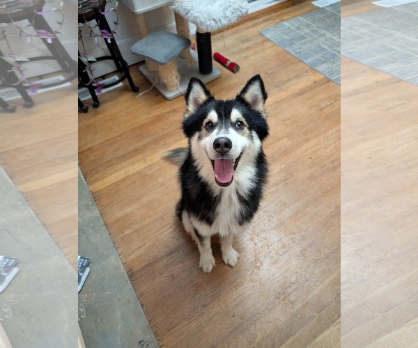 Medium Photo #1 Siberian Husky Puppy For Sale in Arlington, WA, USA