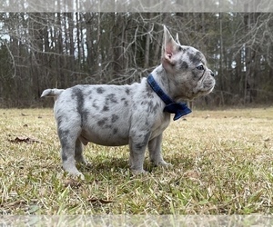 French Bulldog Puppy for sale in LOCUST GROVE, GA, USA