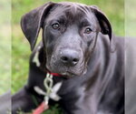 Small #6 Labrador Retriever Mix