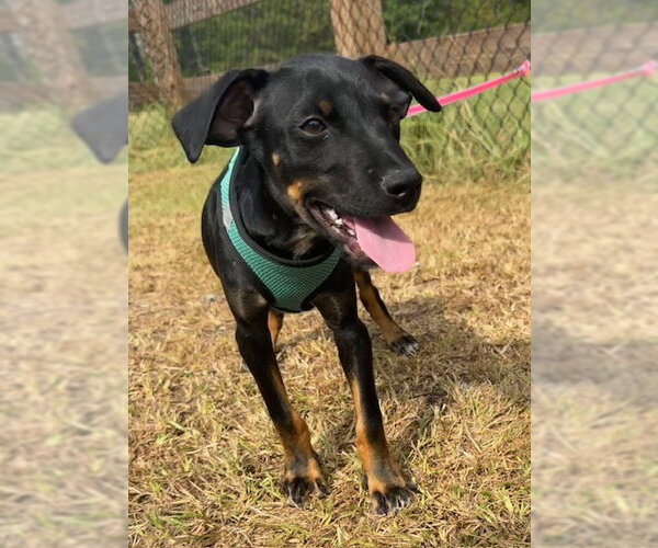 Medium Photo #1 Bulldog-Labrador Retriever Mix Puppy For Sale in Tarrytown, GA, USA
