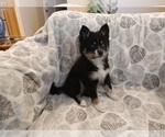 Small Photo #2 Pomsky Puppy For Sale in SAN DIEGO, CA, USA