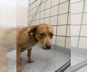 American Pit Bull Terrier-Unknown Mix Dogs for adoption in Pasadena, TX, USA