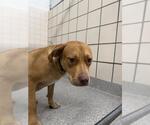 Small American Pit Bull Terrier Mix