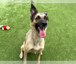 German Shepherd Dog-Unknown Mix Dogs for adoption in Orange, CA, USA
