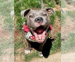 Small #9 American Pit Bull Terrier-American Staffordshire Terrier Mix