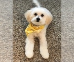 Small Photo #1 Maltipoo Puppy For Sale in MOREHEAD, KY, USA