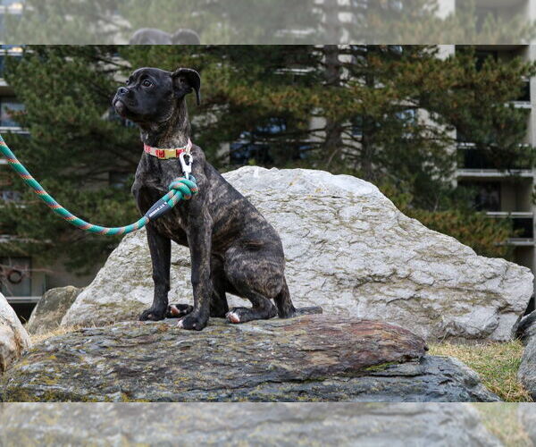 Medium Photo #6 Bull-Boxer Puppy For Sale in Brights Grove, Ontario, Canada