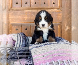 Bernese Mountain Dog Puppy for sale in AM FORK, UT, USA