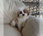 Small #1 Cavapoo (Miniature)