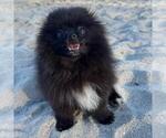 Small #3 Pomeranian