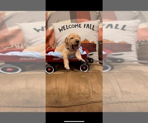 Golden Retriever Puppy for sale in LAUREL, MS, USA