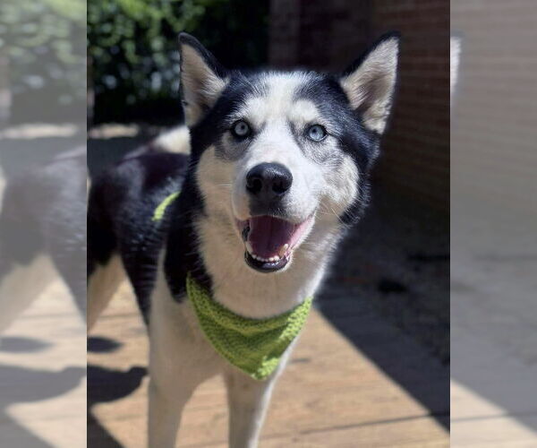 Medium Photo #1 Siberian Husky Puppy For Sale in Matawan, NJ, USA