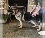 Puppy Astro German Shepherd Dog