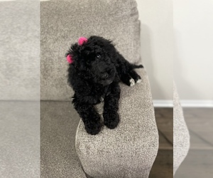 Poodle (Miniature) Puppy for sale in JACKSONVILLE, FL, USA