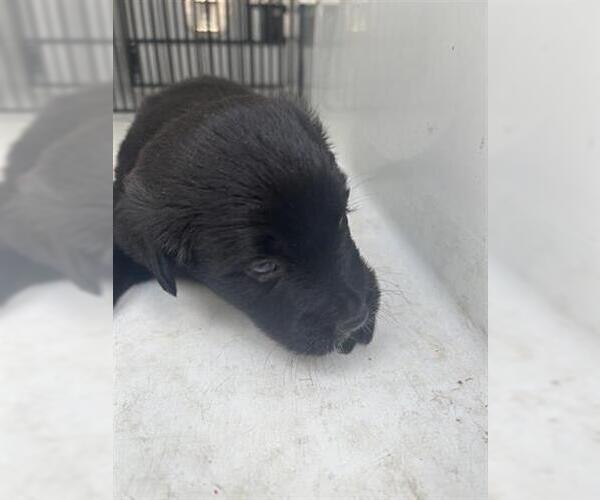 Medium Photo #1 Labrador Retriever-Unknown Mix Puppy For Sale in Houston, TX, USA