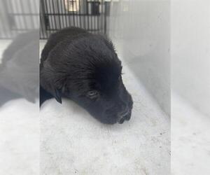Labrador Retriever-Unknown Mix Dogs for adoption in Houston, TX, USA