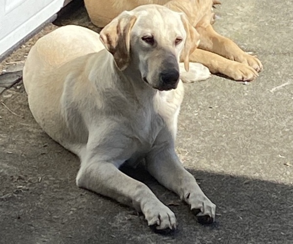 Medium Photo #1 Labrador Retriever Puppy For Sale in ELGIN, SC, USA