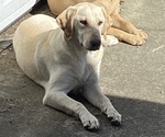 Small Photo #1 Labrador Retriever Puppy For Sale in ELGIN, SC, USA