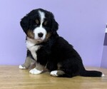 Small #2 Bernese Mountain Dog