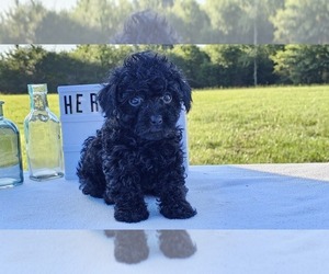 Poodle (Toy) Puppy for sale in COLLEGE STA, TX, USA