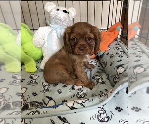 Cavalier King Charles Spaniel Puppy for sale in HARRELLS, NC, USA