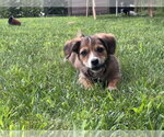 Small #9 Mutt
