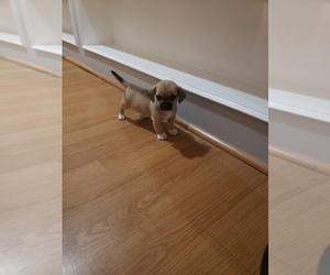 Father of the Chihuahua puppies born on 10/22/2025