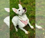 Small #3 Bull Terrier Mix