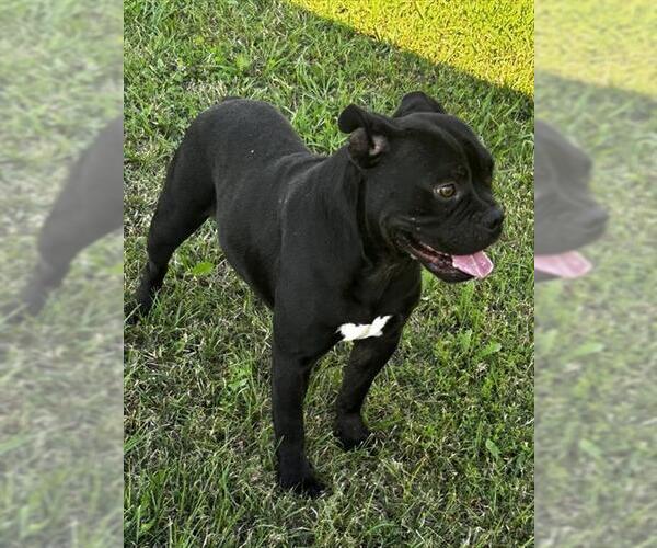 Medium Photo #1 American Pit Bull Terrier Puppy For Sale in Grovetown, GA, USA