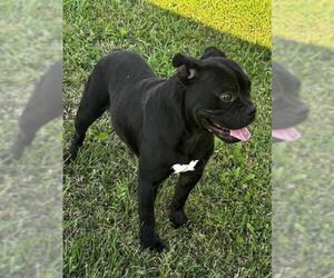 American Pit Bull Terrier Dogs for adoption in Grovetown, GA, USA