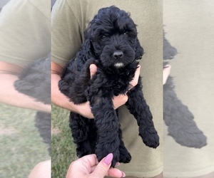 Goldendoodle (Miniature) Puppy for sale in SAINT AUGUSTINE, FL, USA