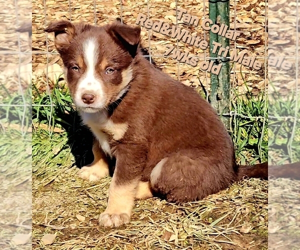 Medium Photo #36 Border Collie Puppy For Sale in BYBEE, TN, USA