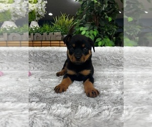 Rottweiler Puppy for sale in GREENFIELD, IN, USA