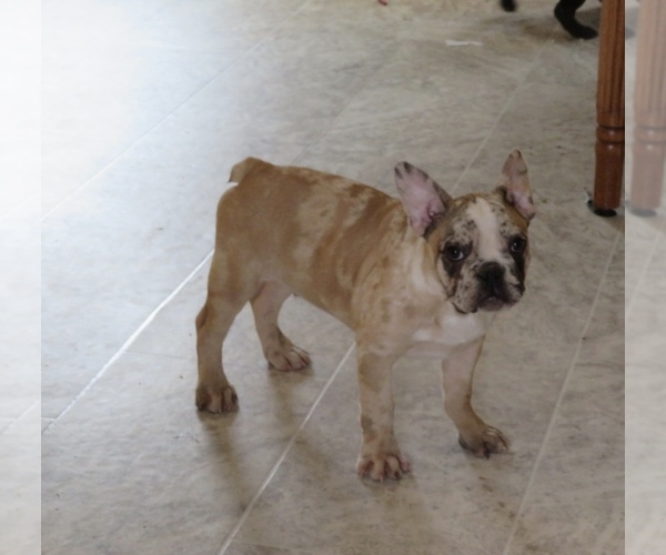 Medium Photo #1 French Bulldog Puppy For Sale in SHILOH, OH, USA