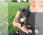 Puppy 5 Boxer